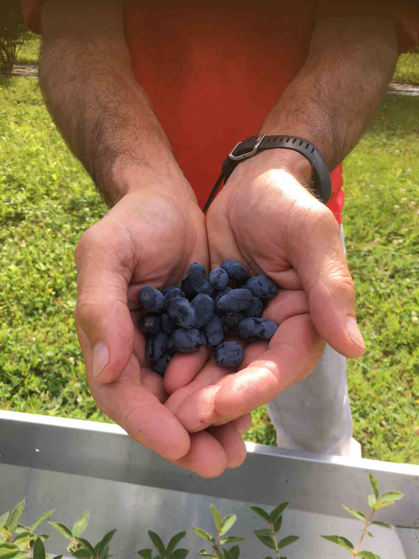 Camerise-Argousier, Aronie - Circuit Gourmand de Saint-Fulgence