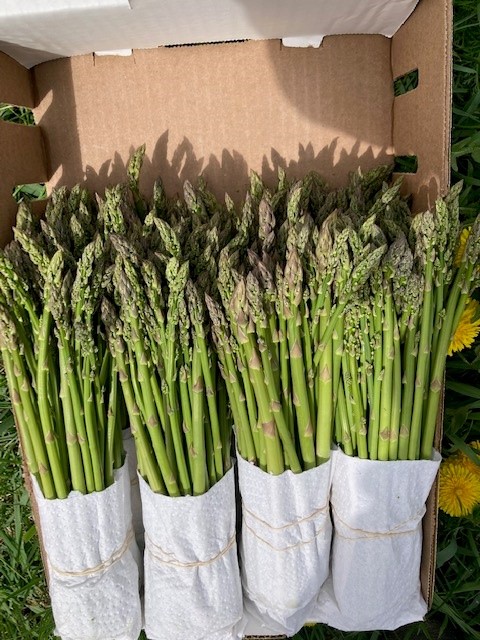 Asperge - Circuit Gourmand de Saint-Fulgence