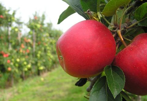 Pomme, fraise, bleuet, jus de pomme - Circuit Gourmand de Saint-Fulgence