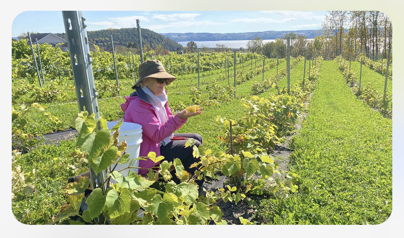 Vignoble des Battures - Circuit Gourmand de Saint-Fulgence