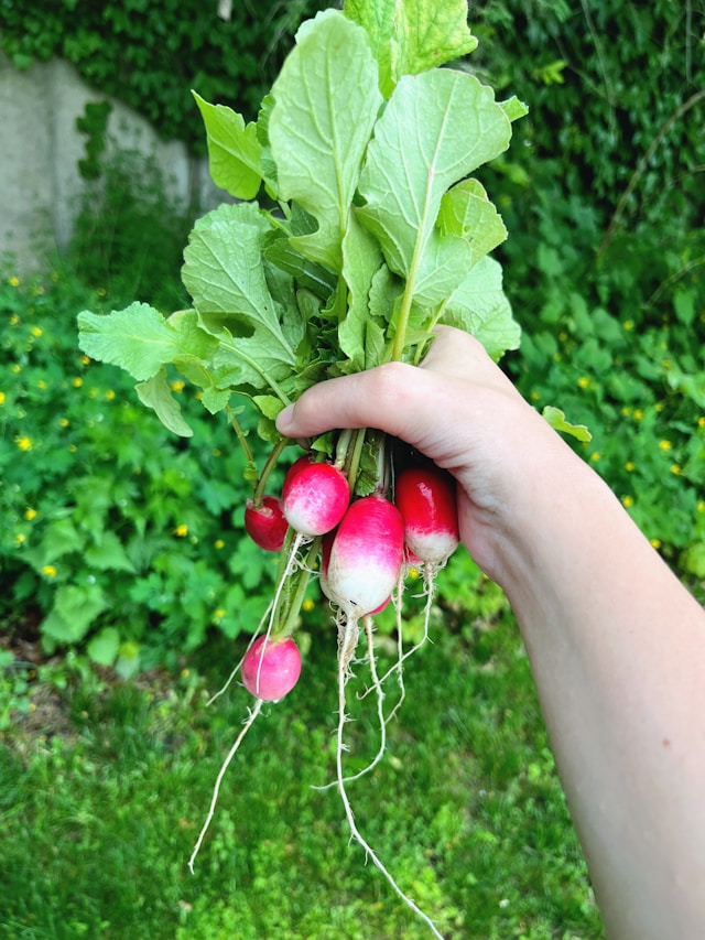 Verdures printanières (mesclun, épinards, fines herbes), rabioles, radis et légumes de conservations. - Circuit Gourmand de Saint-Fulgence