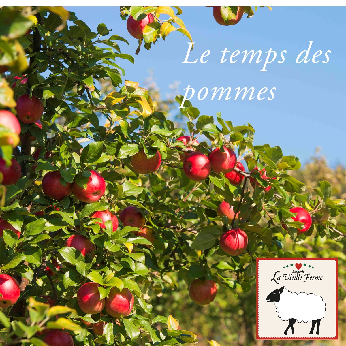 Autocueillette de pomme bio - Circuit Gourmand de Saint-Fulgence